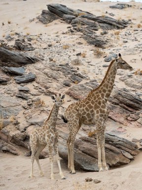 Wilderness Hoanib Skeleton Coast Namibia Wildlife Giraffe