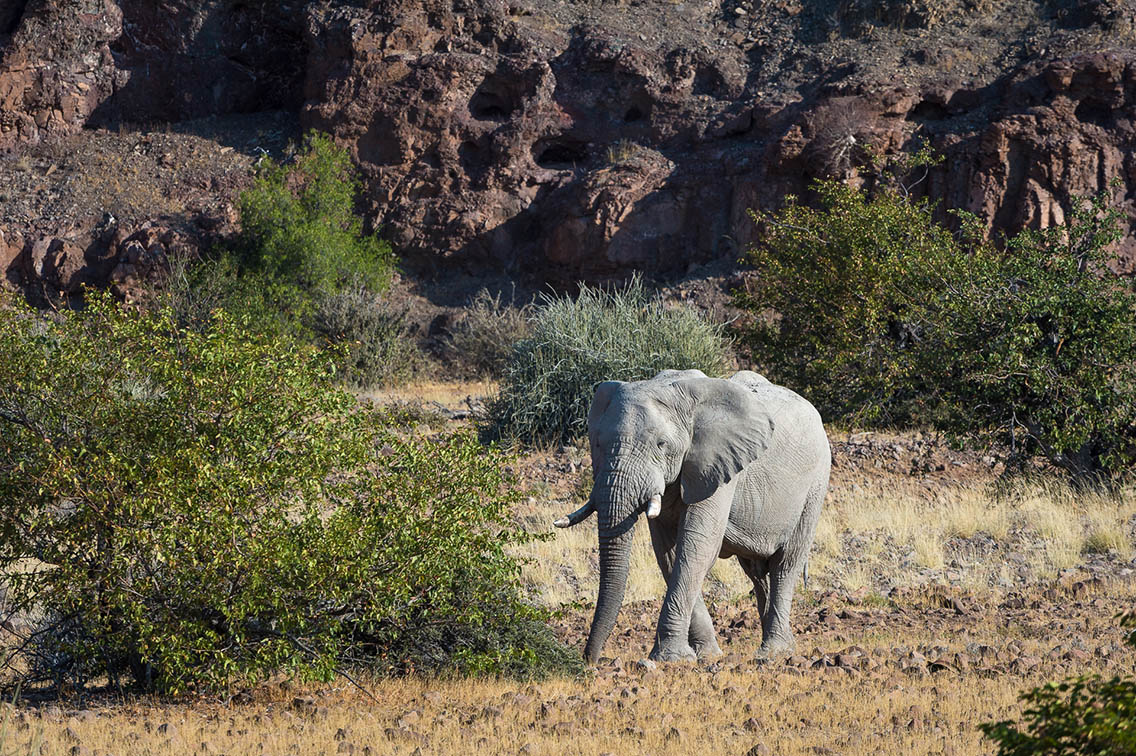 Wilderness Namibia Wildlife Desert Elephant