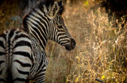 Little Vumbura Botswana Wildlife Zebra