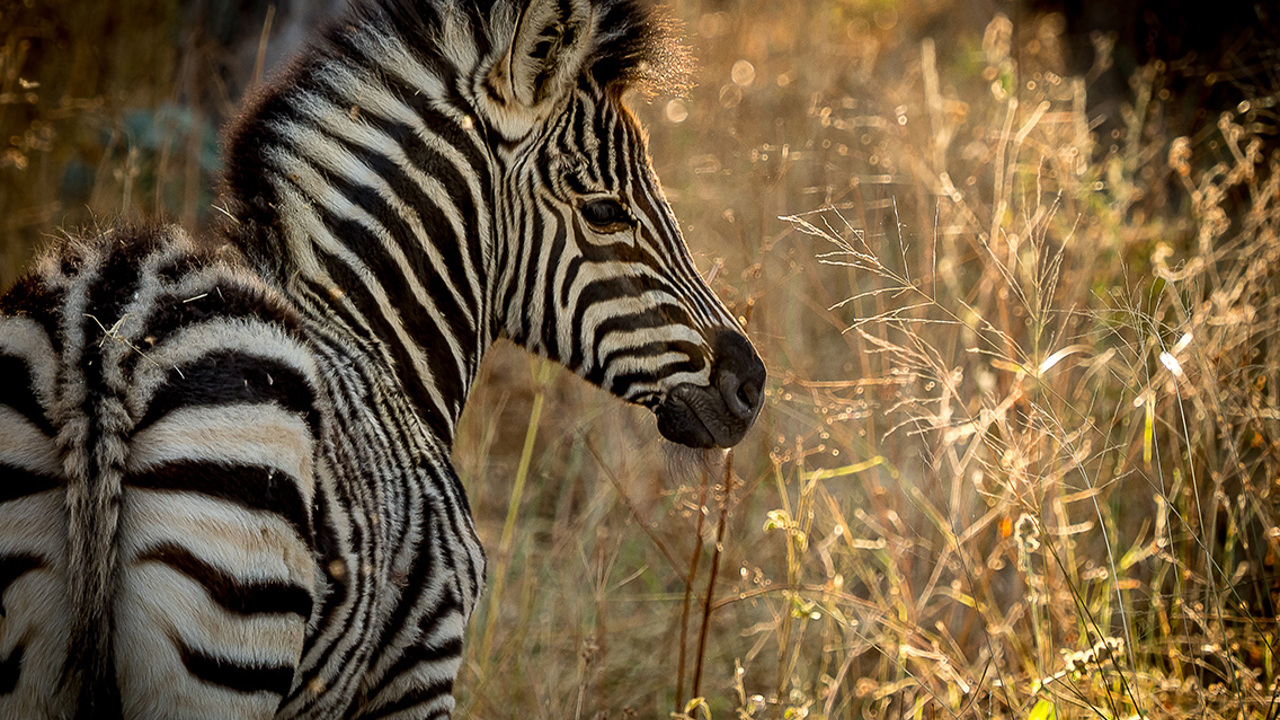 Little Vumbura Botswana Wildlife Zebra