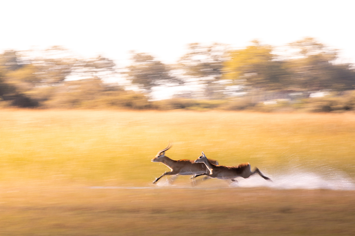 Wilderness Dumatau Lechwe Running