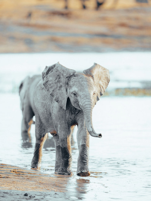 Wilderness Journey Peace Of Mind Wildlife Baby Elephant