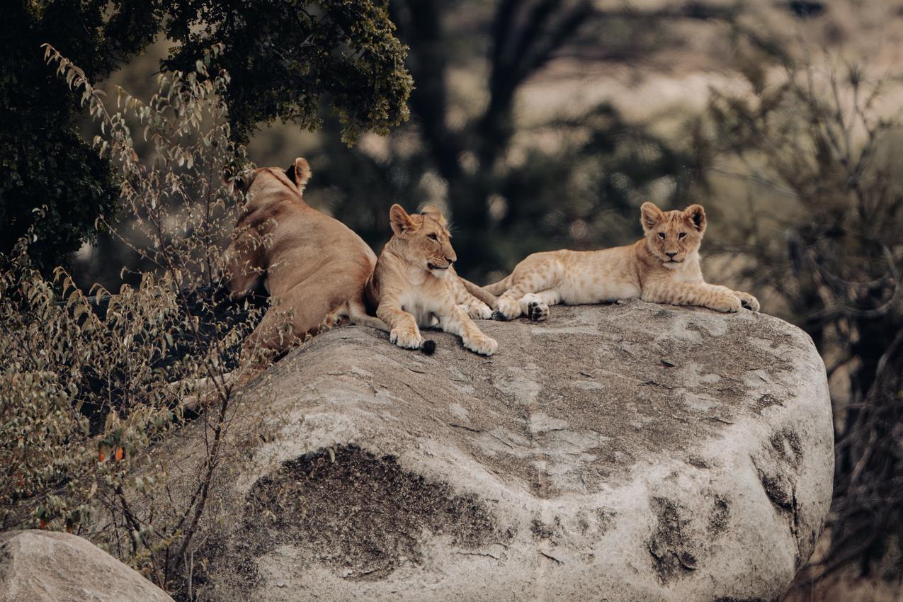 Lion cubs sitting on a rock in the Namylumba Hills, Tanzania