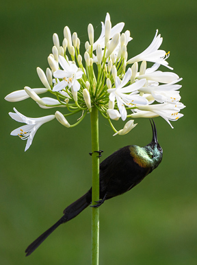 Wilderness Bisate Wildlife Bronze Sunbird