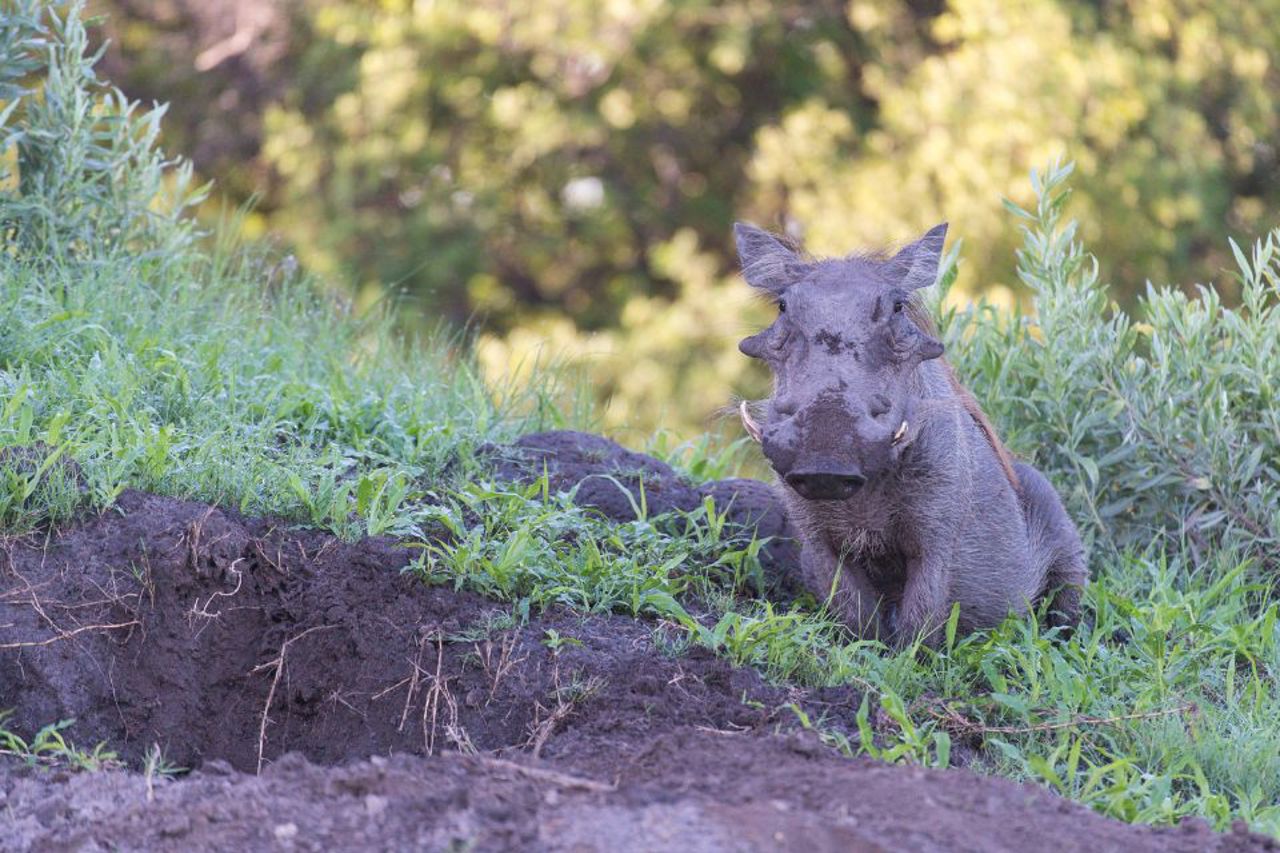 Close-up of a wharthog in the Okavango Delta. Spotted in July when the waters are at the peak levels