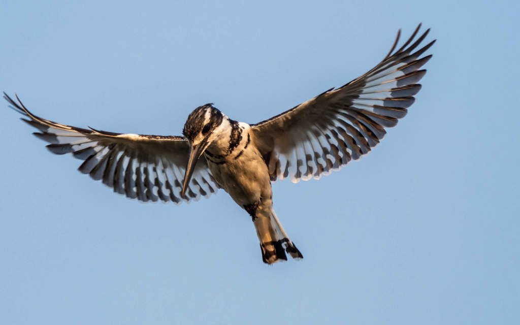 Wilderness Experiences Birding Kingfisher