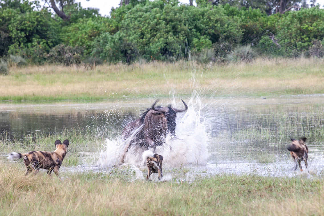 Wilderness Chitabe Gallery Wildlife Wild Dog Wildebeest