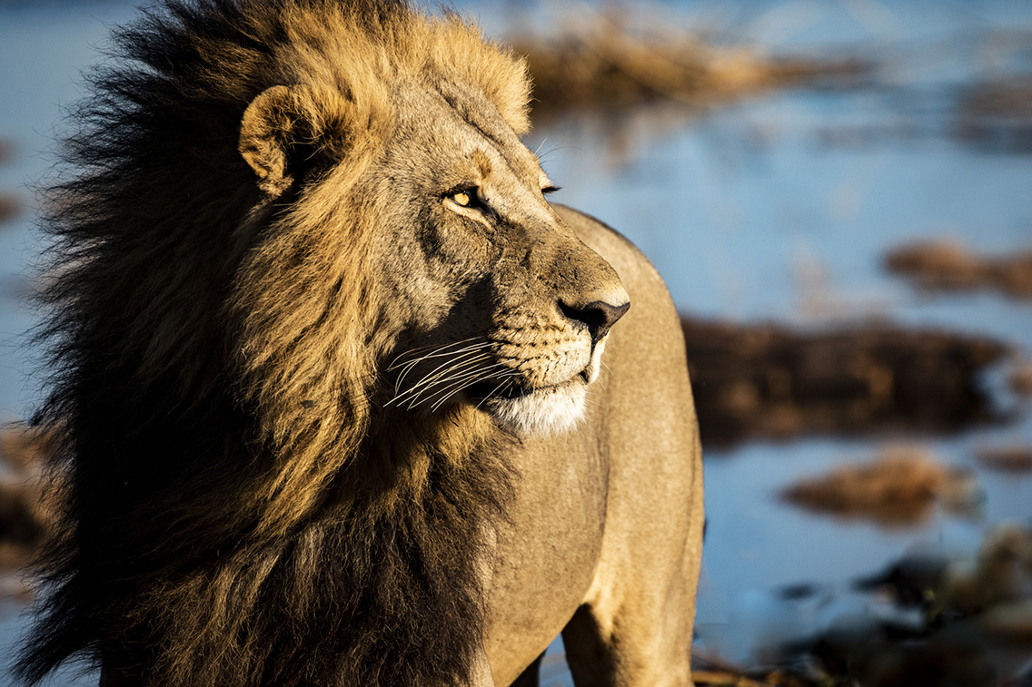 Wilderness Jao Wildlife Lion