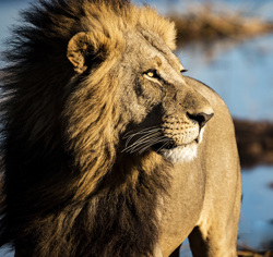 Wilderness Jao Wildlife Lion
