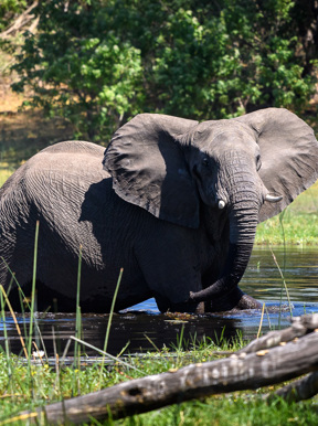 Wilderness Savuti Camp Elephant