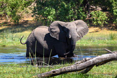 Wilderness Savuti Camp Elephant