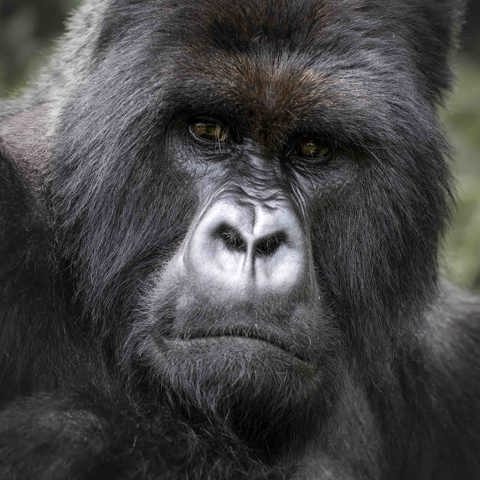 Mountain Gorilla at Wilderness Bisate Rwanda