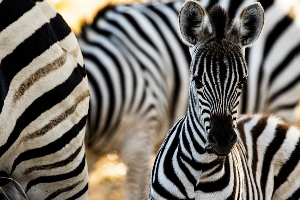 Wilderness Zimbabwe Wildlife Zebra