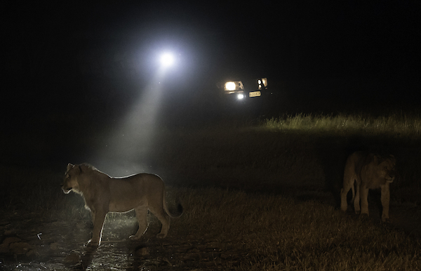 Lions spotted by torchlight on a night drive in Linyanti