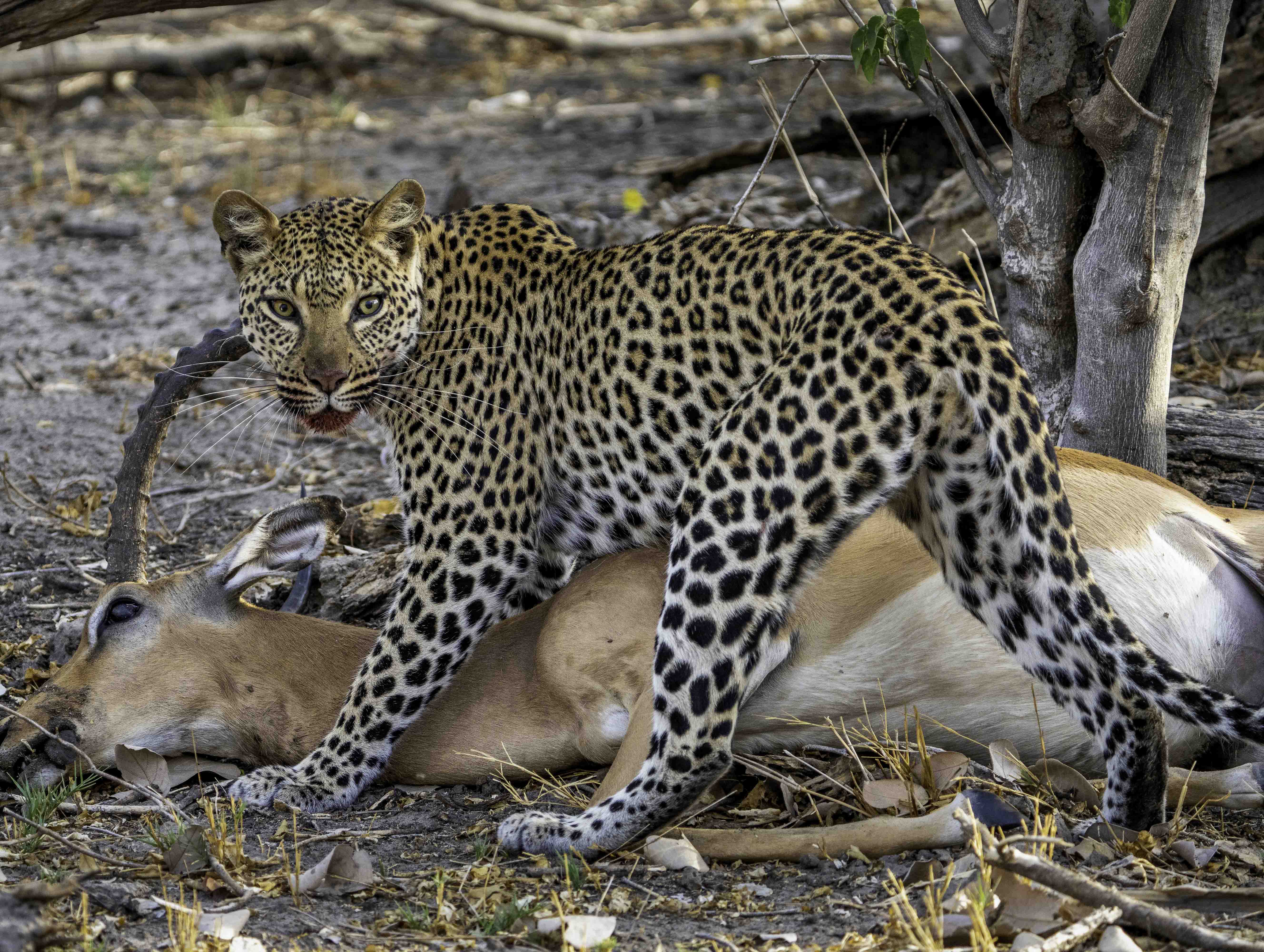 Wilderness Journeys Floodplains & Predators