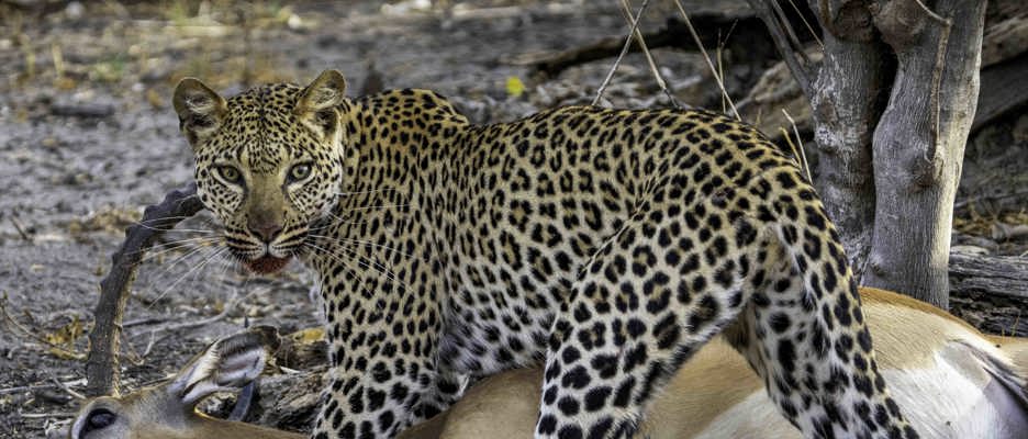 Wilderness Journeys Floodplains & Predators