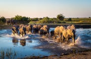 Wilderness Linyanti Tented Camp Botswana Wildlife Elephant