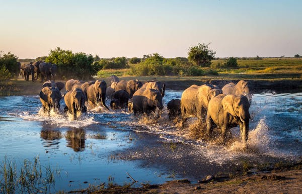 Wilderness Linyanti Tented Camp Botswana Wildlife Elephant