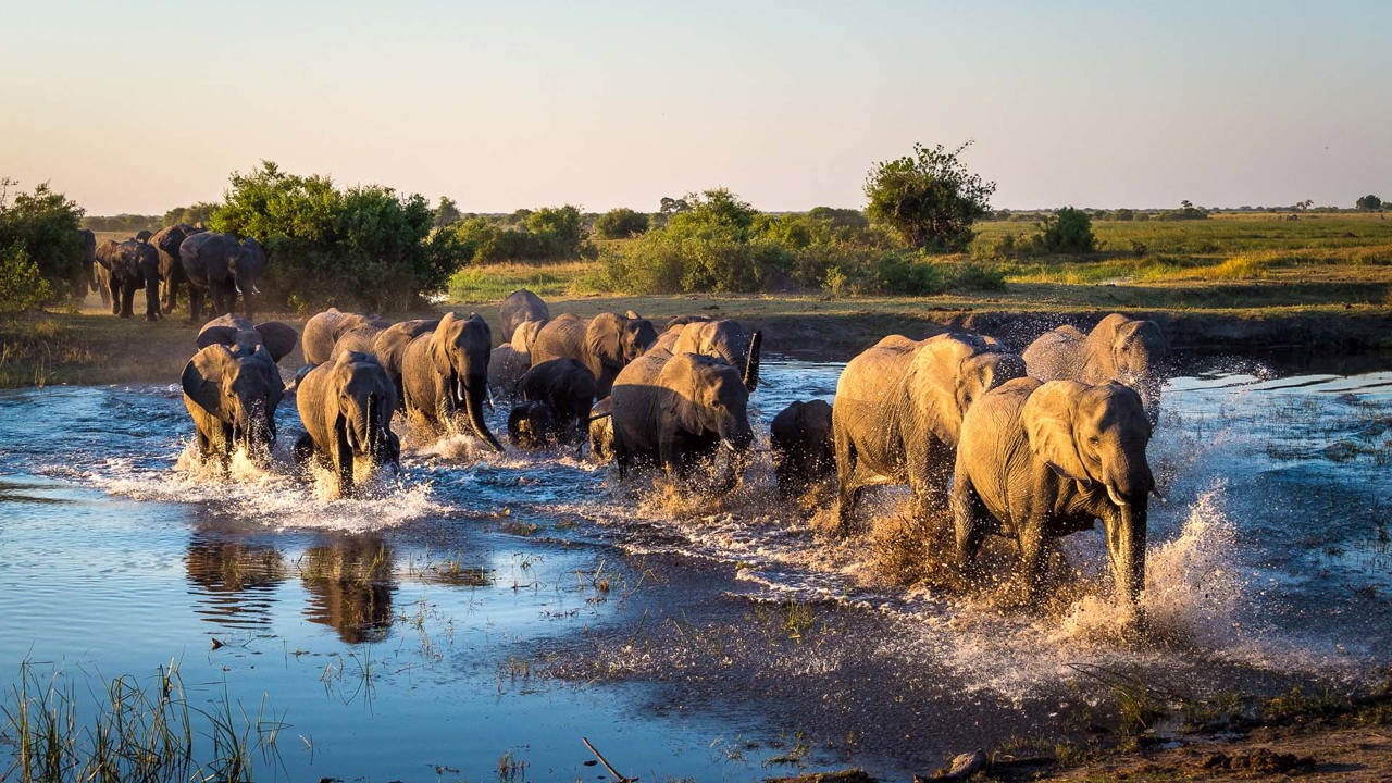 Wilderness Linyanti Tented Camp Botswana Wildlife Elephant