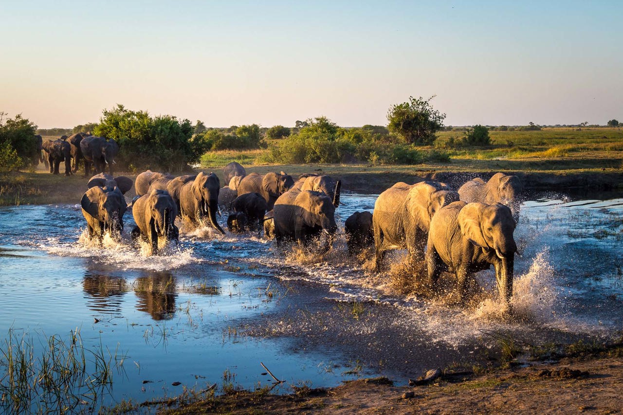 Wilderness Linyanti Tented Camp Botswana Wildlife Elephant
