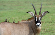 Wilderness Shumba Zambia Roan Antelope