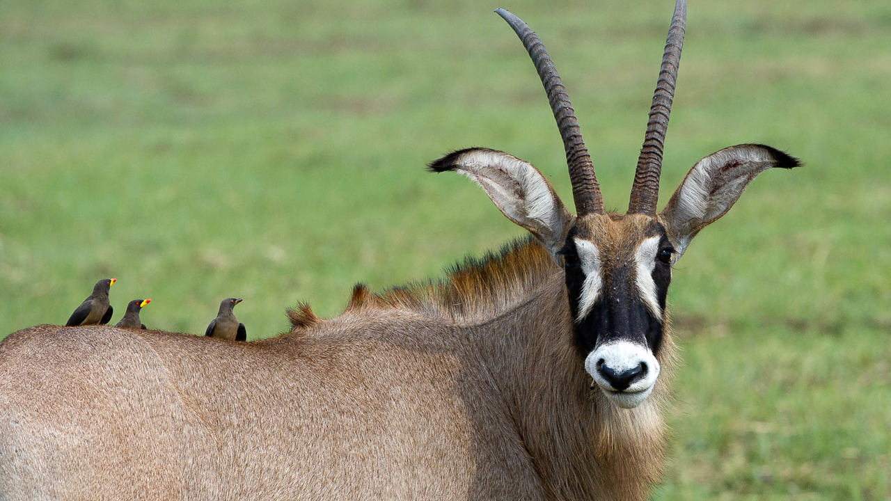 Wilderness Shumba Zambia Roan Antelope