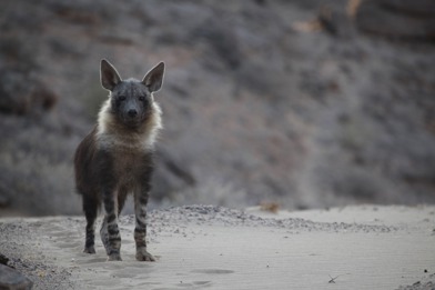 Brown hyena standing on rocky outcrop in the Skeleton Coast fog, Namibia — photograph by Emsie Verwey