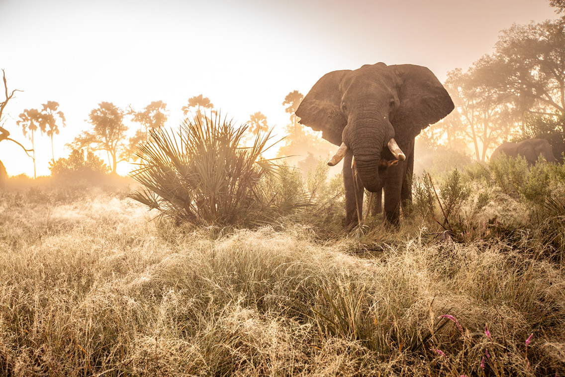 Wilderness Chitabe Lediba Gallery Wildlife Elephant