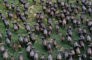 Wilderness Shumba Zambia Herd Buffalo