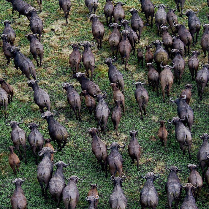 Wilderness Shumba Zambia Herd Buffalo