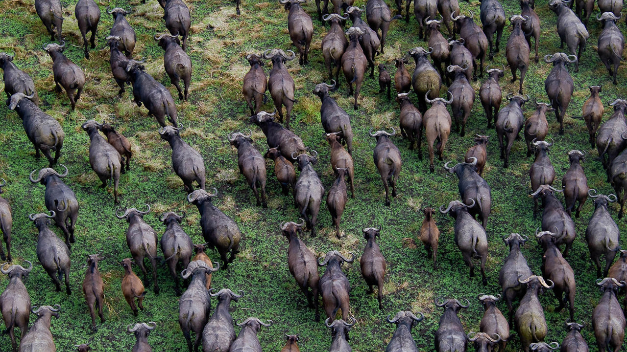 Wilderness Shumba Zambia Herd Buffalo