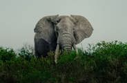 Elephant enjoying the lush bush in green season in Tanzania