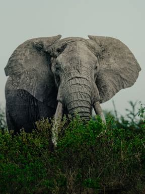 Elephant enjoying the lush bush in green season in Tanzania