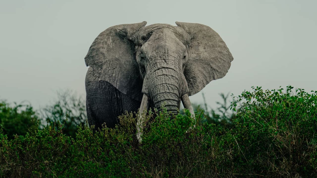 Elephant enjoying the lush bush in green season in Tanzania