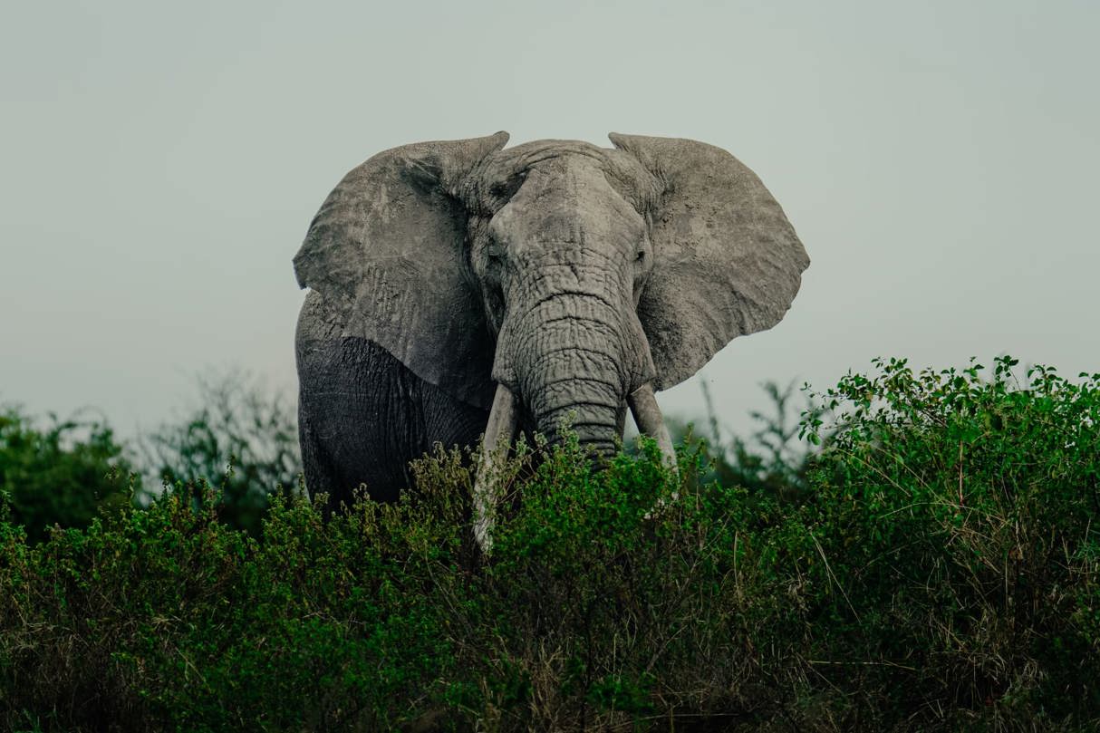 Elephant enjoying the lush bush in green season in Tanzania
