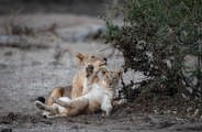 Lioness and cub at Wilderness Chikwenya Zimbabwe