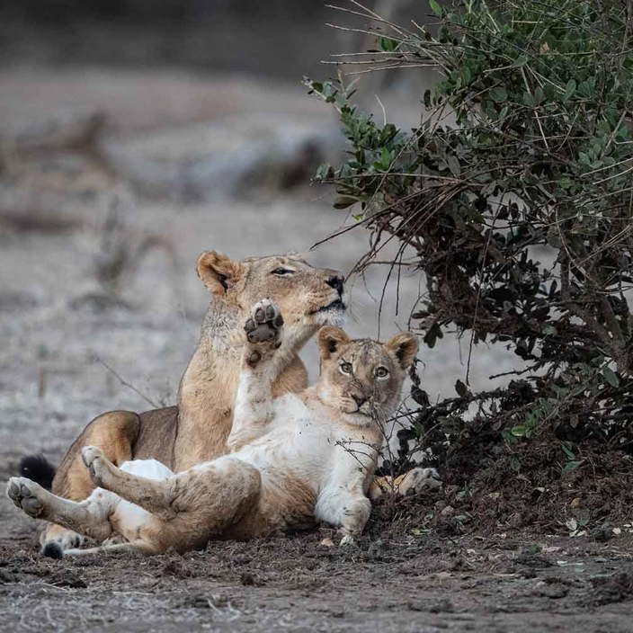 Lioness and cub at Wilderness Chikwenya Zimbabwe