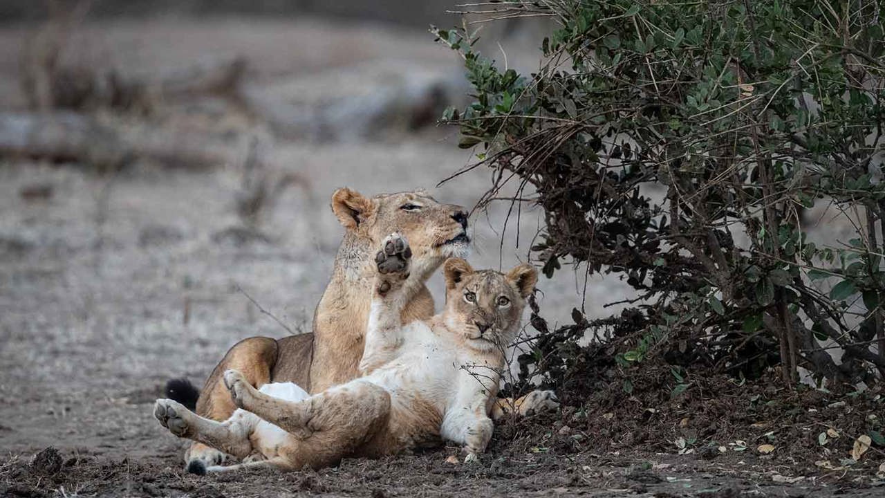 Lioness and cub at Wilderness Chikwenya Zimbabwe