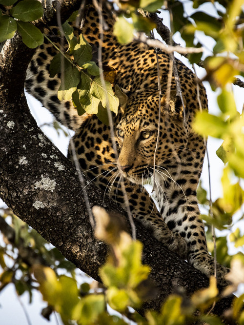 Wilderness Experiences Game Drive Wildlife Leopard