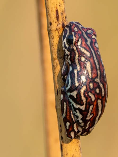 Extreme macro close-up of a brightly patterned Painted Reed Frog (Hyperolius marmoratus) clinging to a yellow reed in Botswana.