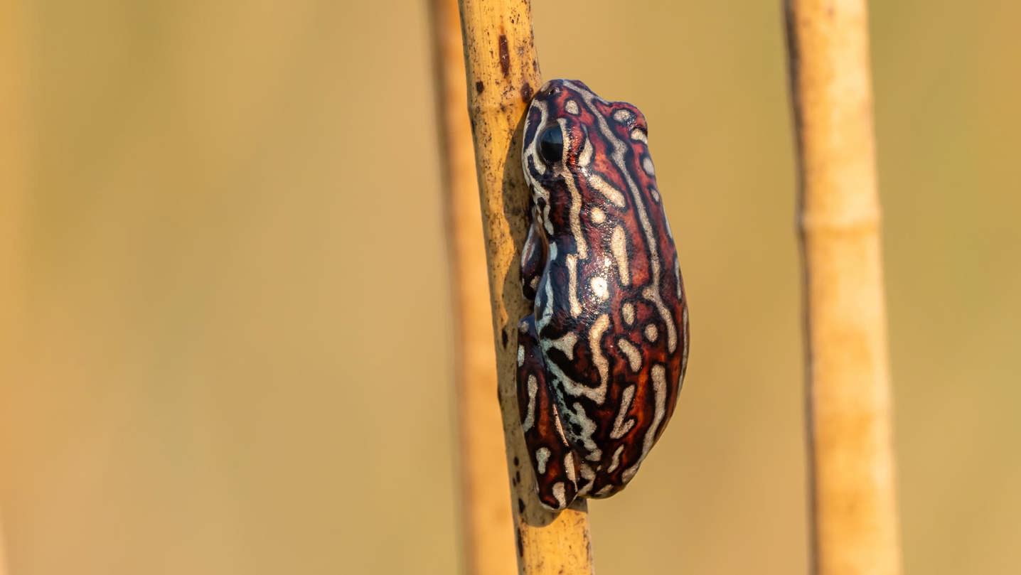 Extreme macro close-up of a brightly patterned Painted Reed Frog (Hyperolius marmoratus) clinging to a yellow reed in Botswana.