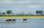 Wilderness Kwetsani Botswana Wildlife Lechwe