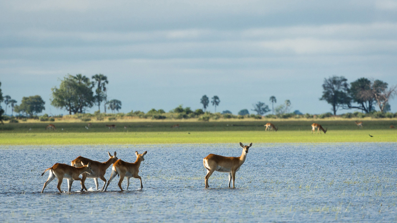 Wilderness Kwetsani Botswana Wildlife Lechwe