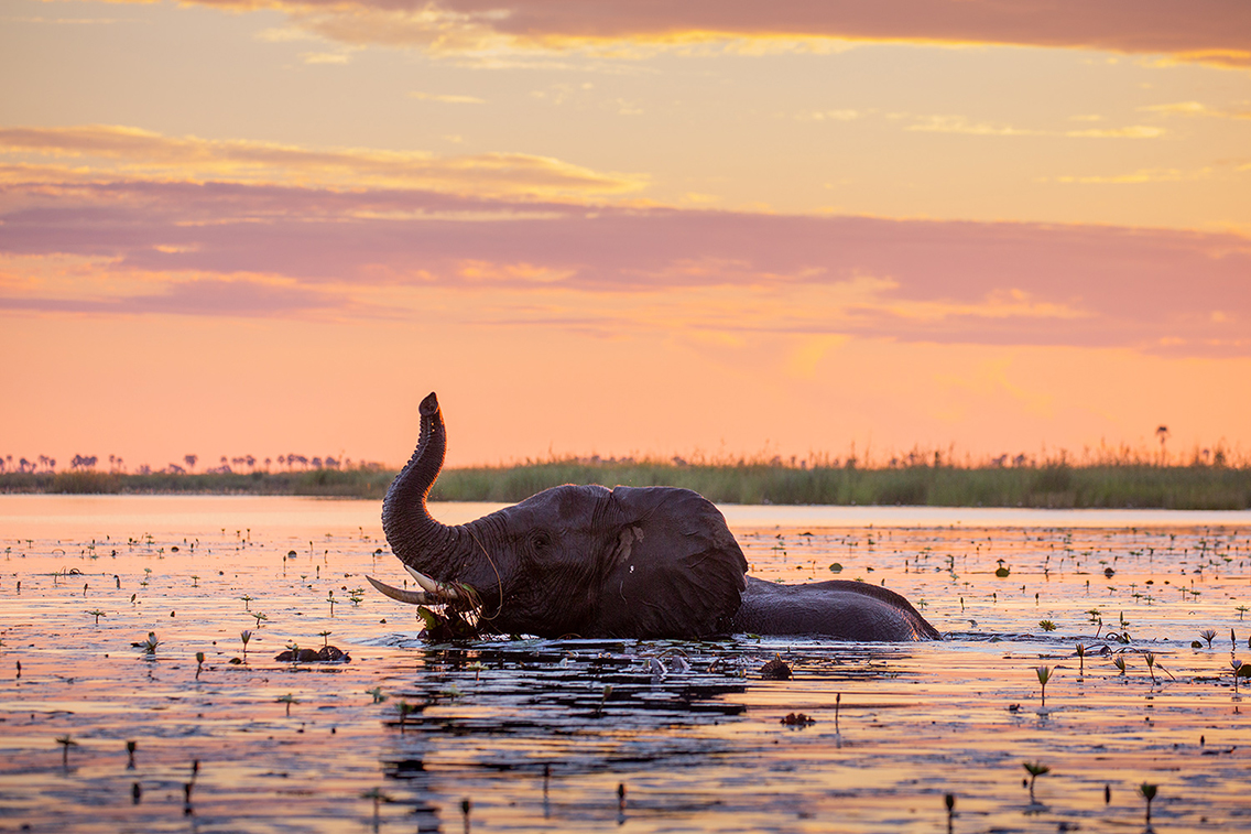 Wilderness Dumatau Botswana Elephant in water