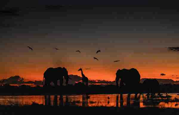 Elephant and giraffe in Linkwasha Zimbabwe