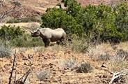 Wilderness Desert Rhino Camp Rhino Trekking