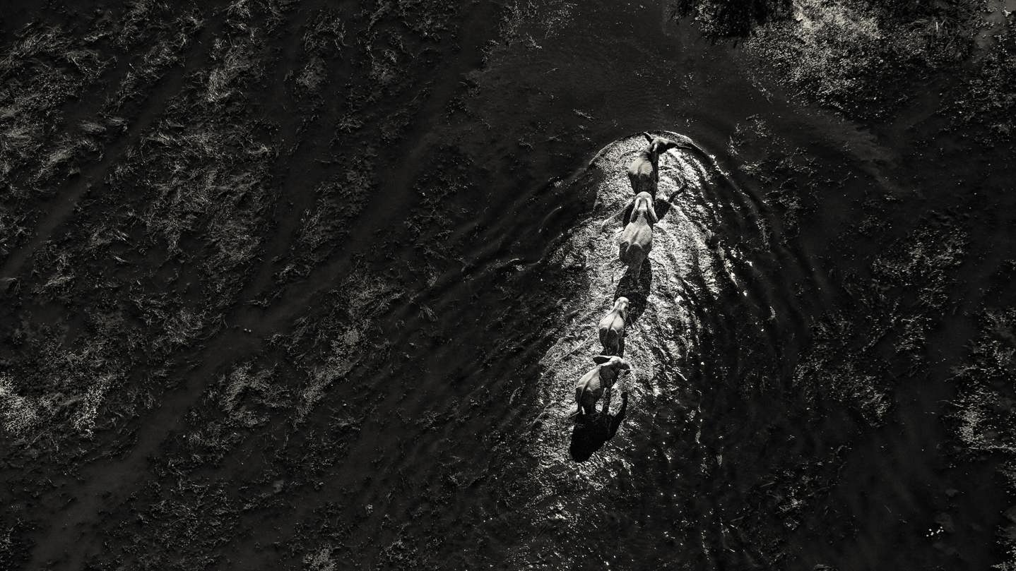 Black and white aerial view of a line of elephants wading through the shallow, dark floodwaters of the Okavango Delta, Botswana, showing their tracks.
