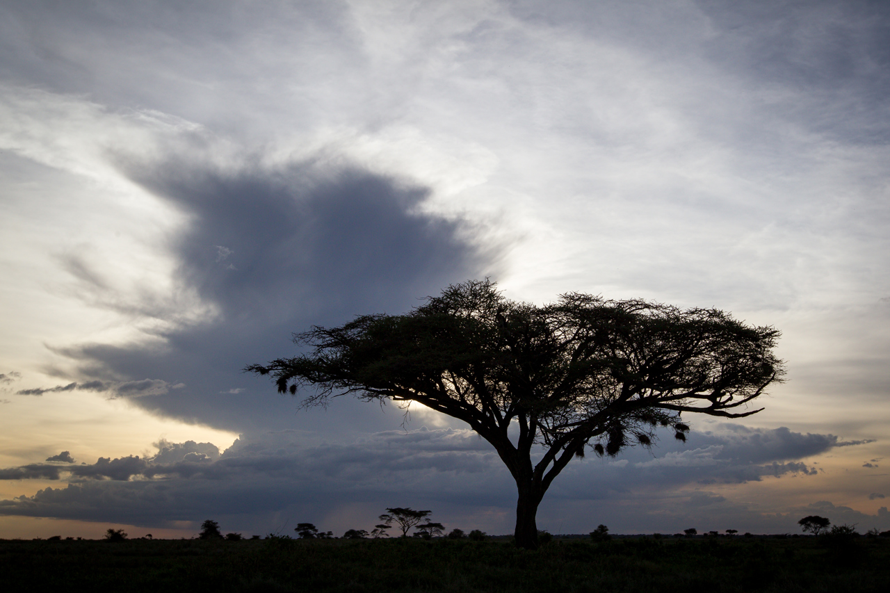 Iconic Acacia tree Wilderness Usawa Serengeti