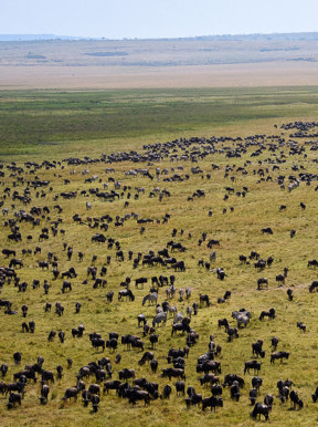 Wilderness Kenya Habitat Open Plains