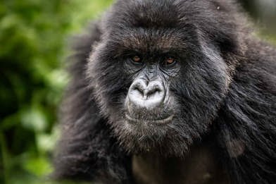 Get up-close to mountain gorillas on a trekking adventure